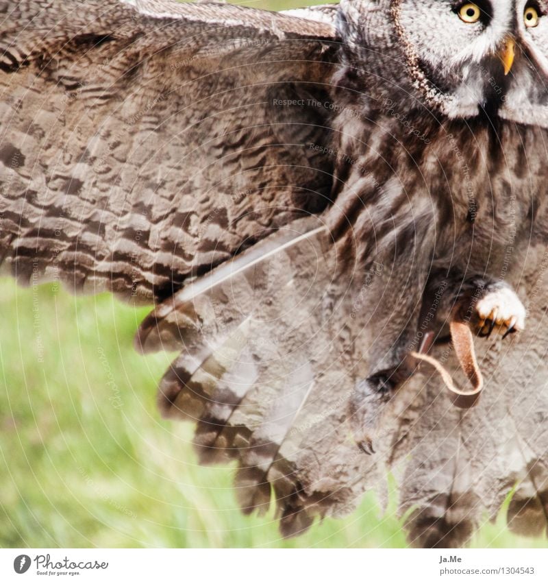 Bartkauz im Anflug Umwelt Tier Wildtier Vogel Tiergesicht Flügel Greifvogel Eulenvögel Kauz 1 Bewegung fangen fliegen Jagd frei stark wild braun grün Kraft