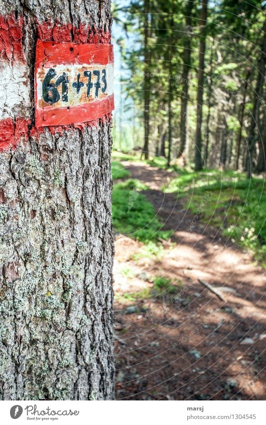 Was? Rechnen auch noch? Ferien & Urlaub & Reisen Ausflug Abenteuer Berge u. Gebirge wandern Natur Baum verrückt mehrfarbig Irritation rechnen Wege & Pfade