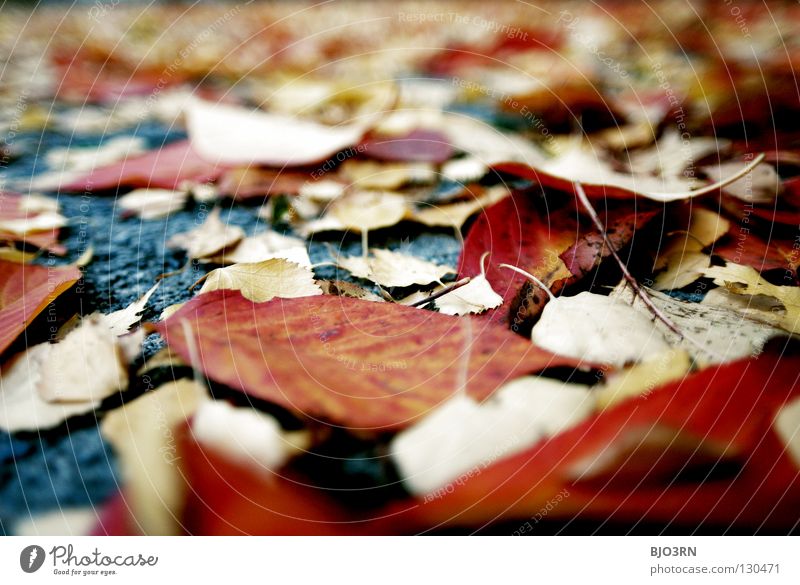 street art #2 Herbst Blatt mehrfarbig durcheinander Asphalt Mischung mehrere rot gelb grau Hochformat vertikal ruhig Pause unten autumn fallen Bodenbelag ground