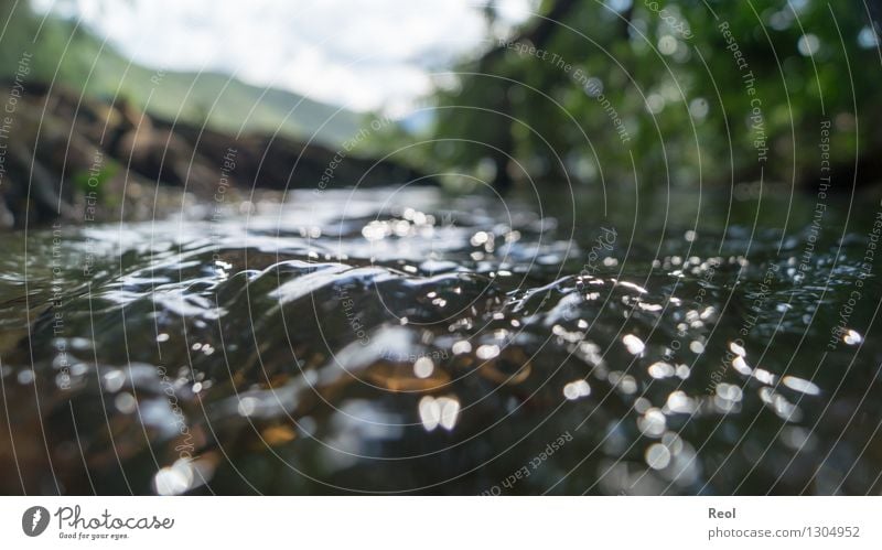 Waldbach Umwelt Natur Urelemente Erde Wasser Bach Fluss dunkel glänzend fließen Bewegung Flüssigkeit nass klein Farbfoto Gedeckte Farben Außenaufnahme