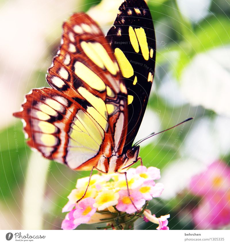 schmetterling am morgen... Natur Pflanze Tier Frühling Sommer Schönes Wetter Blume Blatt Blüte Garten Park Wiese Wildtier Schmetterling Flügel 1 Blühend