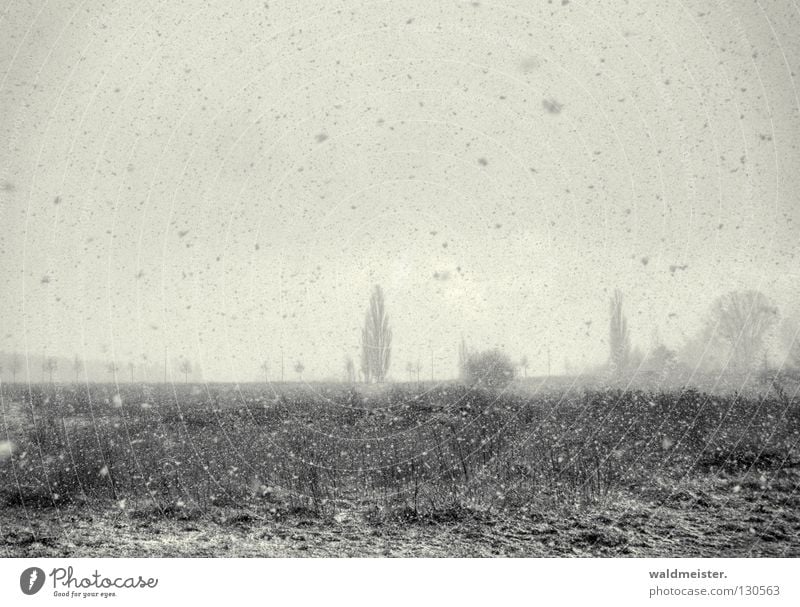 Wintereinbruch Schneefall kalt Sturm Schneesturm Schneeflocke Baum grau trist Landschaft Schwarzweißfoto