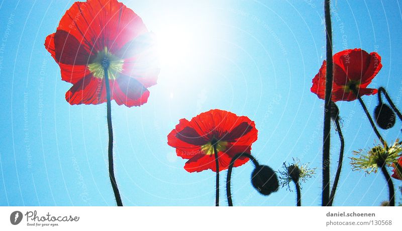 doch, es wird noch Sommer ! Mohn Klatschmohn rot Licht Sonnenstrahlen Frühling Blume Blüte hell-blau zyan Silhouette Gegenlicht Makroaufnahme Nahaufnahme