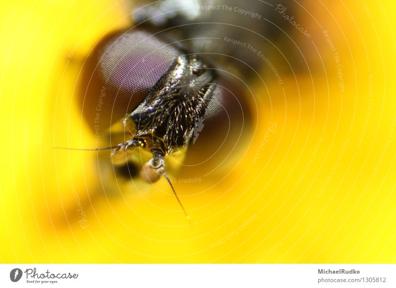 Auge in Auge Tier Wildtier Fliege Tiergesicht Schwebfliege 1 beobachten fliegen Blick Neugier gelb Wachsamkeit Genauigkeit komplex Präzision skurril