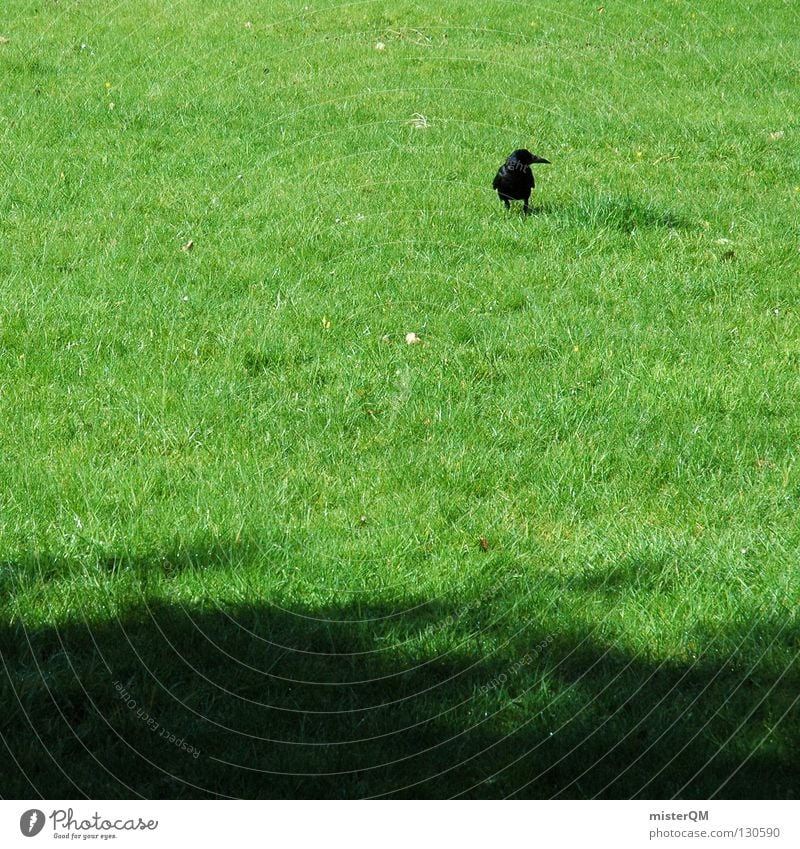 Morgenspaziergang. Vogel Wiese grün schwarz Gras Halm Spaziergang Tier Pirsch Beutezug Raabe Raaben Rasen Schatten animal Ausflug raabenschwarzer Graffiti