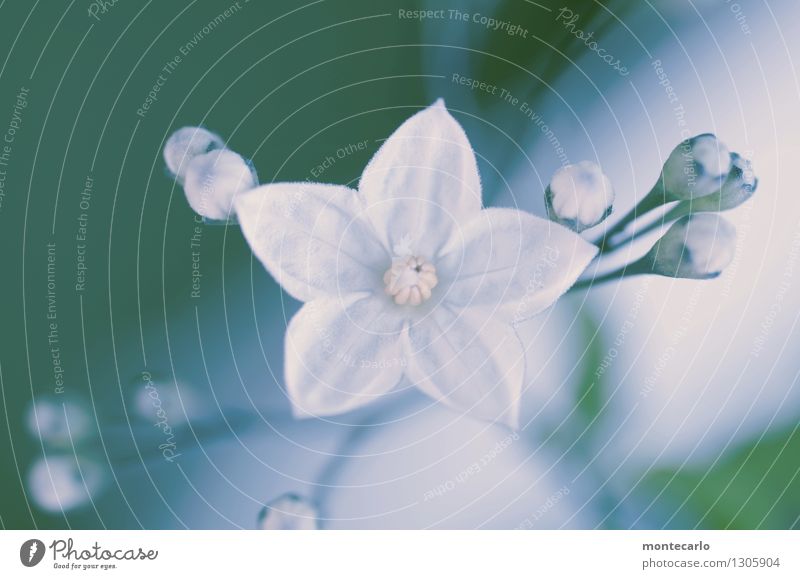 blümchen Umwelt Natur Pflanze Blume Blatt Blüte Grünpflanze Wildpflanze Stempel Duft dünn authentisch einfach Freundlichkeit schön klein nah natürlich wild