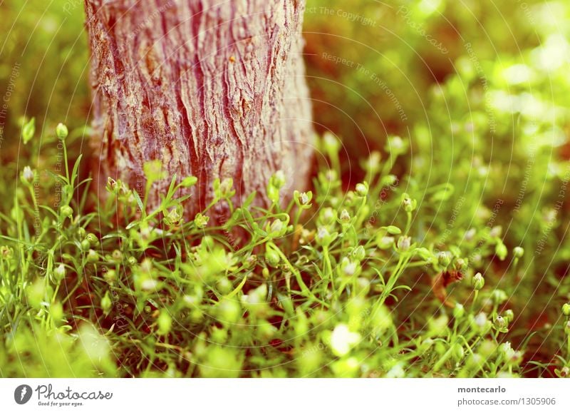 grün satt Umwelt Natur Pflanze Baum Moos Blatt Blüte Grünpflanze Wildpflanze dünn authentisch einfach frisch kuschlig klein nah natürlich saftig trocken wild