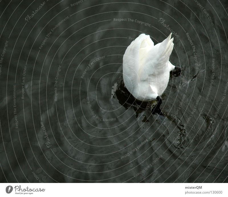 Head Under. Schwan Vogel unten tauchen ausschalten hängen lassen Schwanz Wasser stoppen Pause Momentaufnahme Halt kurz Vergänglichkeit Vergangenheit springen