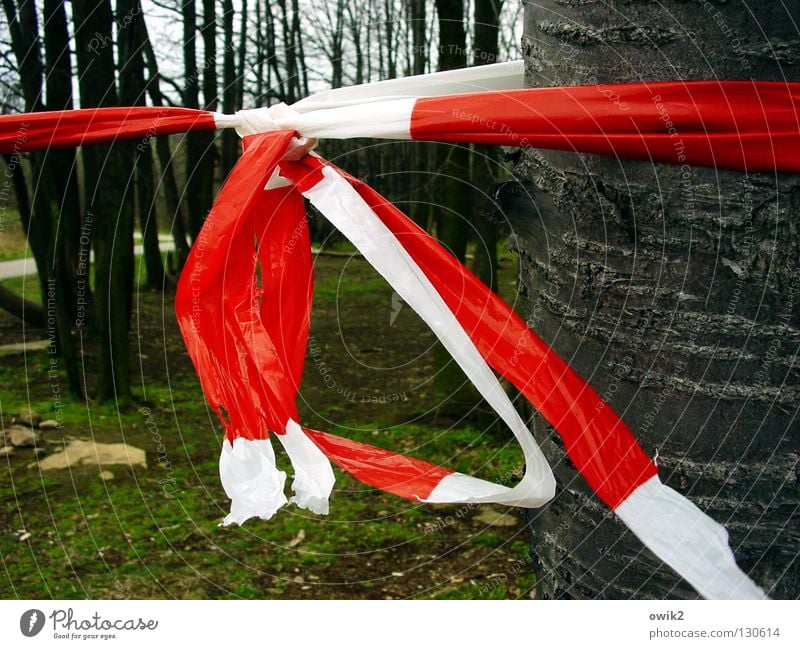 Tatort Umwelt Natur Baum Wald Wege & Pfade Stein Holz Zeichen Schilder & Markierungen Schnur Knoten hängen rot weiß Barriere rot-weiß Schutz Kunststoff