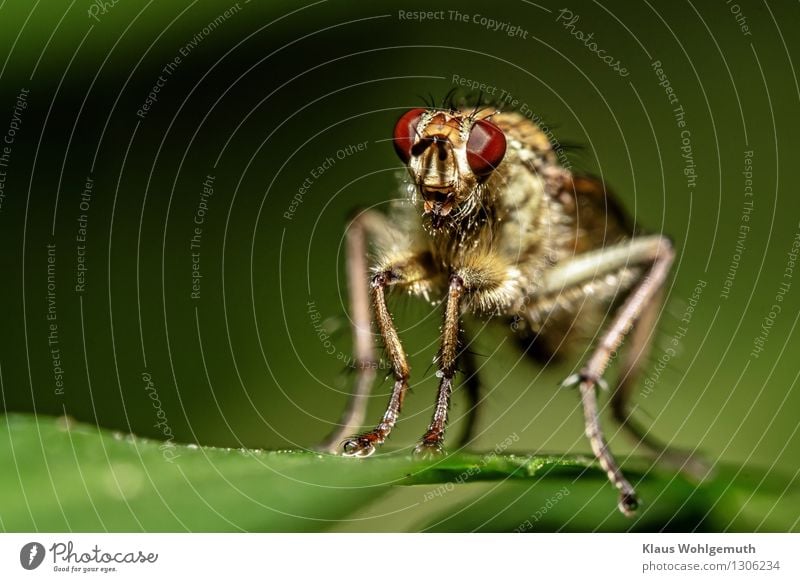 Körperbehaarung Umwelt Natur Tier Sommer Pflanze Blatt Knöterich Garten Park Wiese Wald Behaarung Fliege Tiergesicht Krallen Raubfliege 1 beobachten sitzen