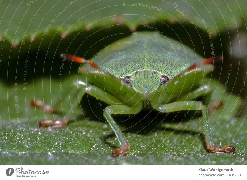 Grünzeug 2 Umwelt Natur Tier Sommer Pflanze Park Wald Käfer Tiergesicht Baumwanze 1 Blick sitzen warten Neugier grün rot schwarz Fühler Facettenauge Farbfoto