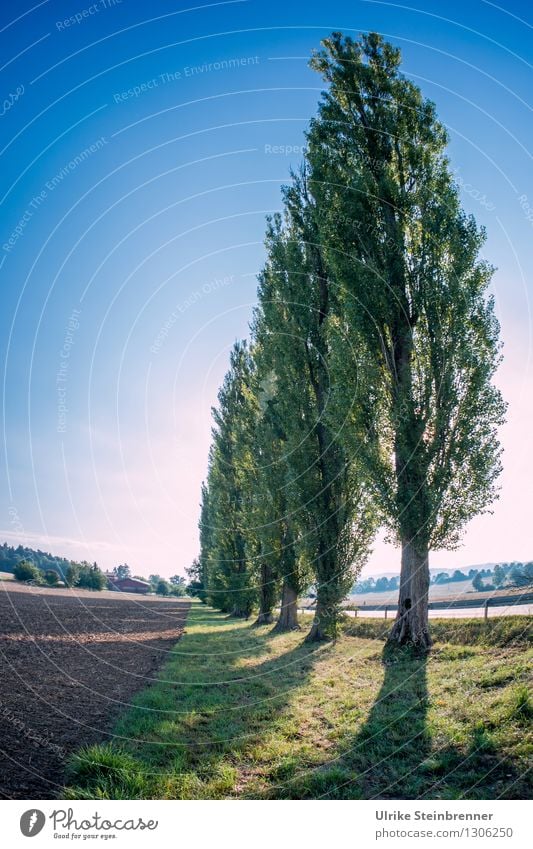 Pappelallee Umwelt Natur Landschaft Pflanze Herbst Schönes Wetter Baum Pappeln Feld Wald Bewegung stehen Wachstum hoch lang natürlich dünn Spitze Kraft