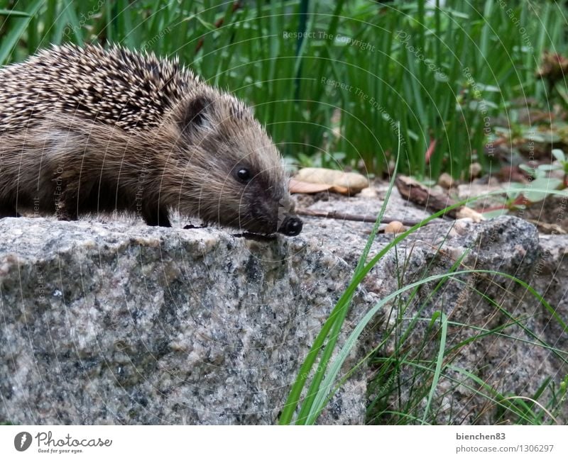 Igelspaziergang Wildtier 1 Tier Stein Bewegung entdecken füttern laufen außergewöhnlich Neugier niedlich stachelig braun grau grün weiß Tierliebe