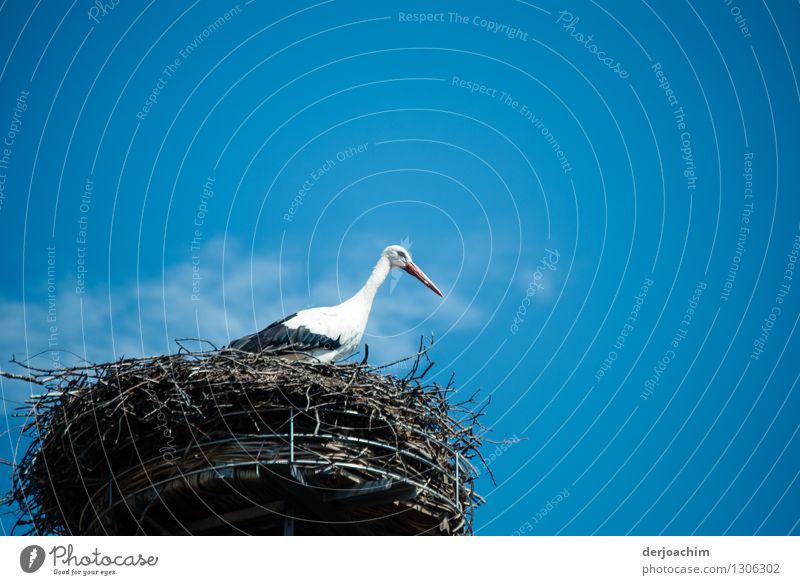 Begegnung mit einem Storch. In seinem  "Traumhaus" in Adelsdorf. Auf seinem Nest bei Sonnenschein und blauem Himmel. harmonisch Ausflug Sommer Umwelt