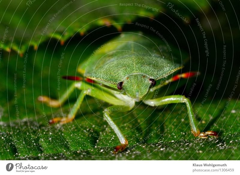 Grünzeug 3 Umwelt Natur Tier Sommer Pflanze Blatt Park Wald Käfer Tiergesicht Baumwanze 1 Blick sitzen warten grün rot schwarz Fühler Facettenauge Farbfoto