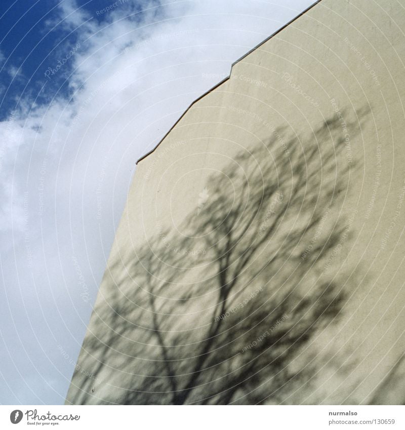 Schattenbaum I Baum Wand Fassade Wolken gelb Stadthaus Haus Dach Etage Anstrich laublos Licht Hochhaus Architektur Ast Himmel Brandmauer Baulücke hoch