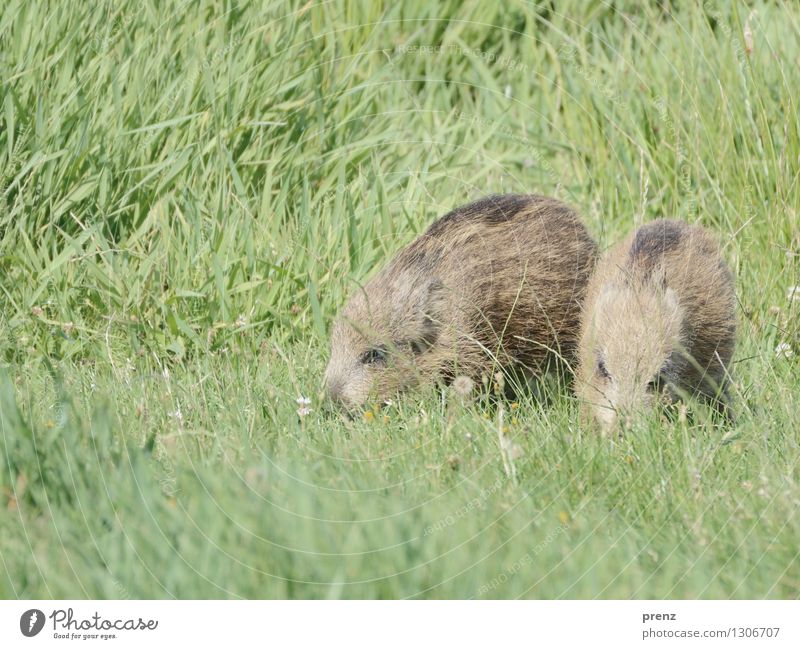 Schweinchen Umwelt Natur Tier Schönes Wetter Wiese Wildtier 2 braun grün Wildschwein Frischling Schilfrohr Gras Darß Farbfoto Außenaufnahme Menschenleer