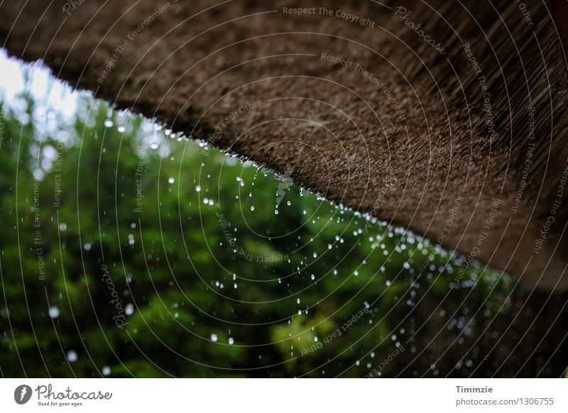 raindrops falling Pflanze Wasser Wassertropfen Wetter schlechtes Wetter Regen Hütte Dach Tropfen kalt Detailaufnahme