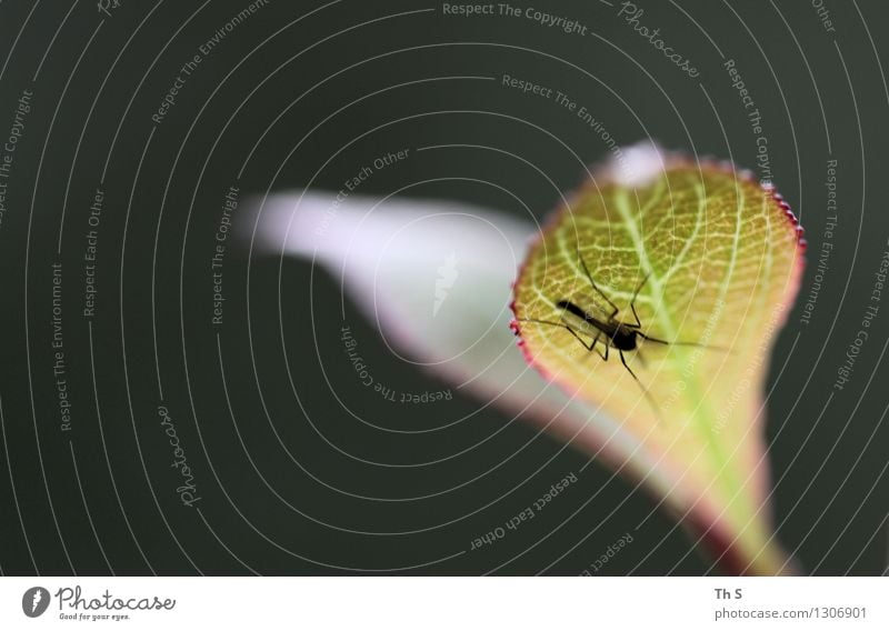 Blatt Natur Pflanze Tier Frühling Sommer 1 entdecken warten ästhetisch authentisch einfach elegant natürlich gelb grün rot schwarz Gelassenheit geduldig ruhig