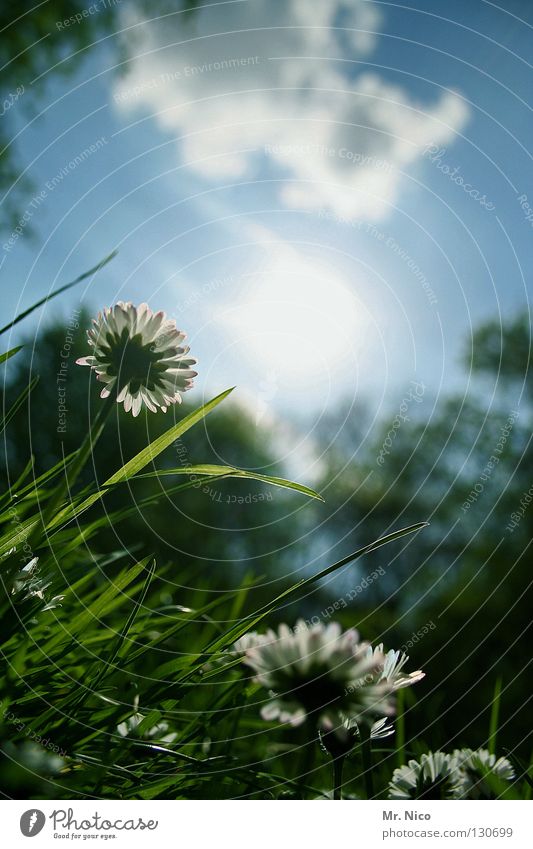 position Gänseblümchen Margerite Aussicht Blume Blüte grell himmelblau Wolken grün Gras Wachstum himmlisch Halm Blütenblatt Stimmung schlechtes Wetter Park