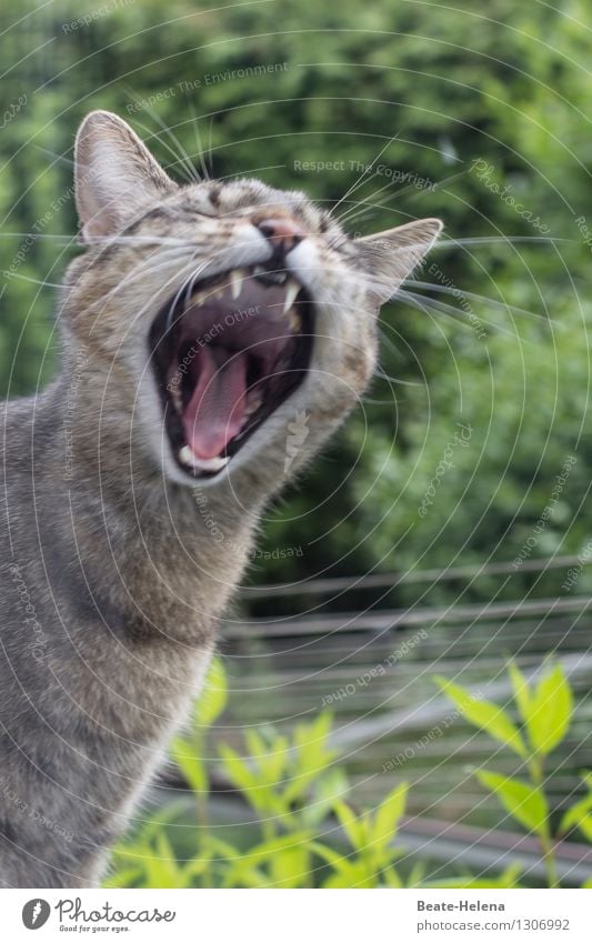 das musste echt mal raus ... Natur Pflanze Garten Tier Haustier Katze Tiergesicht außergewöhnlich bedrohlich fantastisch gigantisch braun grün Tatkraft