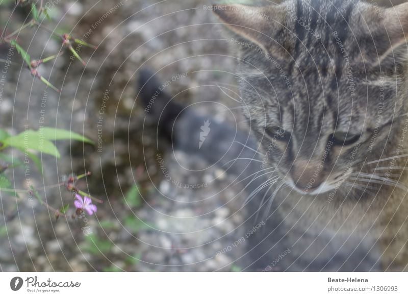 als wär's ein Traum Natur Pflanze Blatt Blüte Garten Wege & Pfade Tier Katze atmen beobachten Blühend Denken träumen warten Häusliches Leben ästhetisch einfach