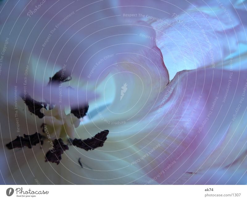 Tulpe rosa weiß Blume Makroaufnahme