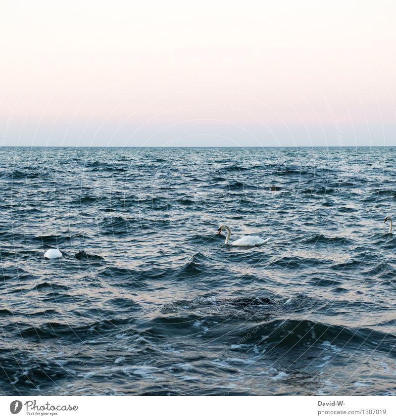 kümmerlich | in so riesigen Gewässern Umwelt Natur Tier Urelemente Wasser Wolkenloser Himmel Sommer Herbst Schönes Wetter Wellen Nordsee Ostsee Meer Wildtier