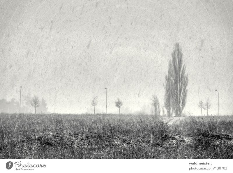 An einem Wintertag Schneefall kalt Sturm Schneesturm Schneeflocke Baum grau trist Wintereinbruch Landschaft Schwarzweißfoto