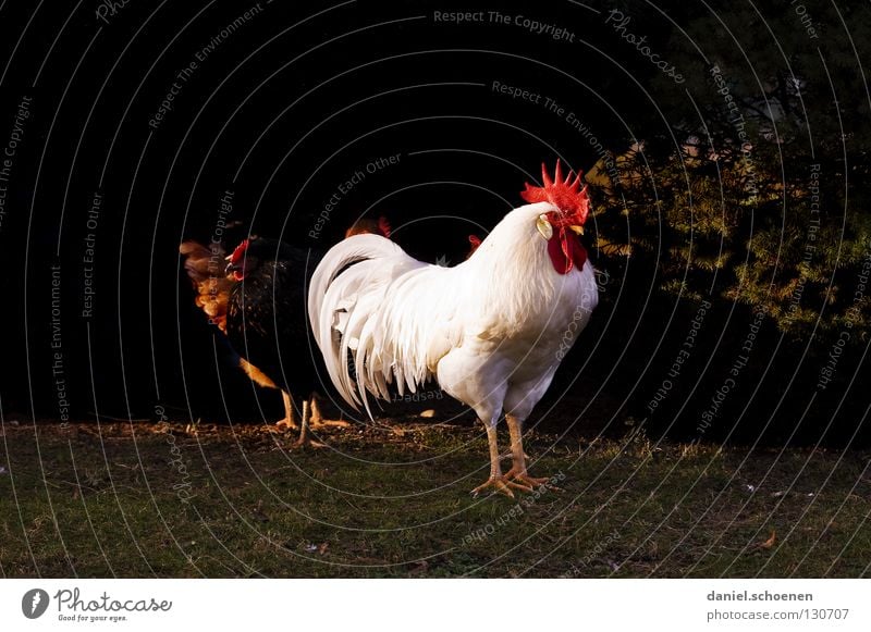 der Chef Hahn Haushuhn Vorgesetzter maskulin rot weiß schwarz Allüren beeindruckend Schnabel Silhouette Haustier Tier Nutztier Vogel Kraft imponieren Feder