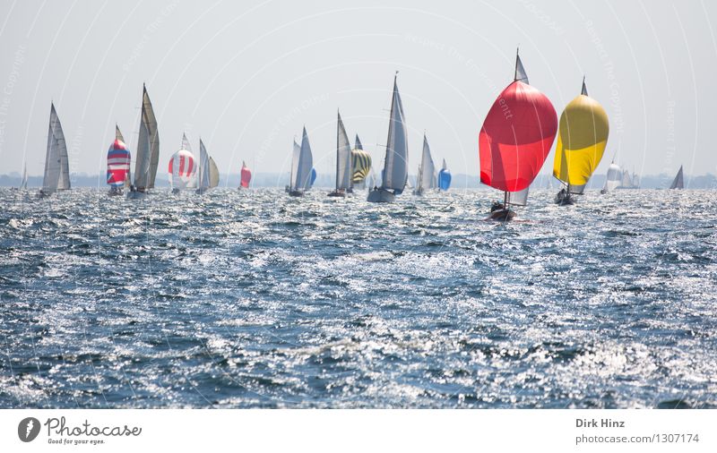 Bunte Konkurrenten Segeln Jacht frei maritim blau gelb rot elegant Erholung erleben Freizeit & Hobby Freude Horizont Ferien & Urlaub & Reisen planen Tourismus