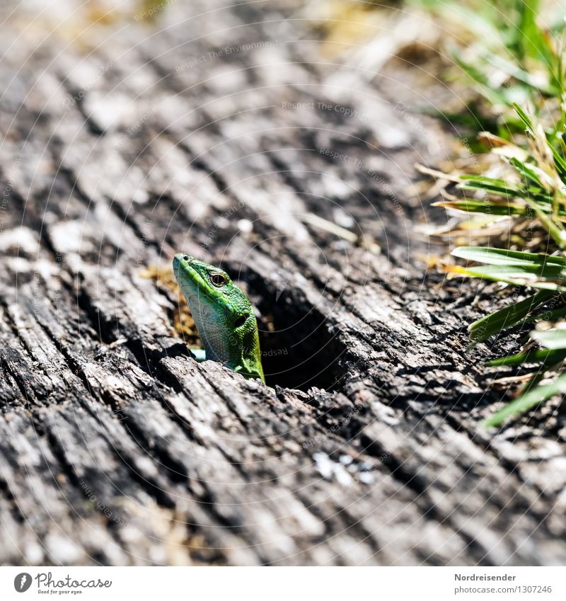 Neugier.... Natur Tier Sommer Gras Wildtier 1 Holz beobachten exotisch skurril Reptil Echte Eidechsen Zauneidechse Höhlenwohnung Erdhöhle Farbfoto Außenaufnahme