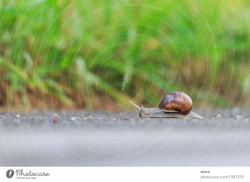 Schneckentempo Ferien & Urlaub & Reisen wandern Garten Natur Pflanze Tier Wald Architektur Wege & Pfade krabbeln schleimig Umweltschutz Ziel Biotop Geografie