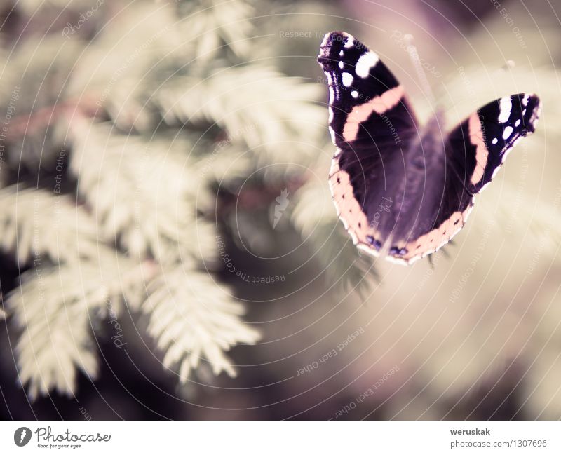 Rand eines Traums Natur Tier Wildtier Schmetterling Admiral 1 sitzen elegant einzigartig schön braun Stimmung Warmherzigkeit Sympathie friedlich Gelassenheit