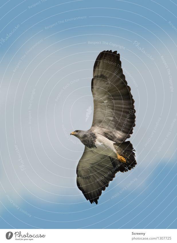 Feel free Natur Tier Luft Himmel Wolken Sommer Wildtier Vogel 1 fliegen elegant grau schwarz Wachsamkeit ruhig ästhetisch wild Freiheit Flügel Feder Farbfoto