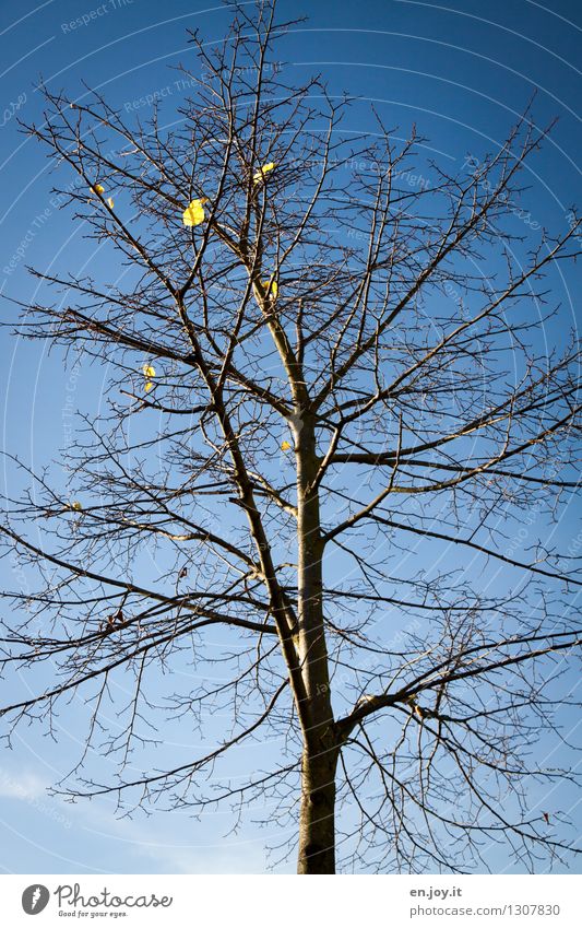 schwerelos Natur Pflanze Himmel Wolkenloser Himmel Herbst Klima Klimawandel Schönes Wetter Baum Blatt Laubbaum Herbstlaub fallen nackt trist blau Hoffnung