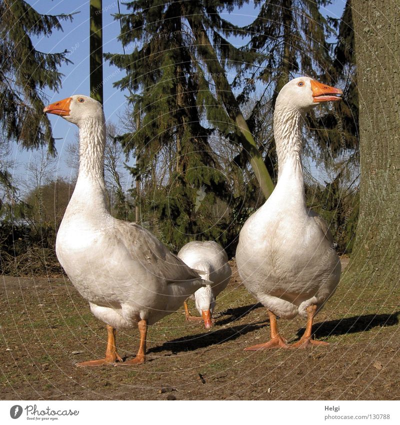 drei frei laufende Gänse auf einem Bauernhof Gans Federvieh weiß Daunen Flaum weich Schnabel Wiese Gras grün braun watscheln stehen Blick 3 Baum Tanne Baumrinde