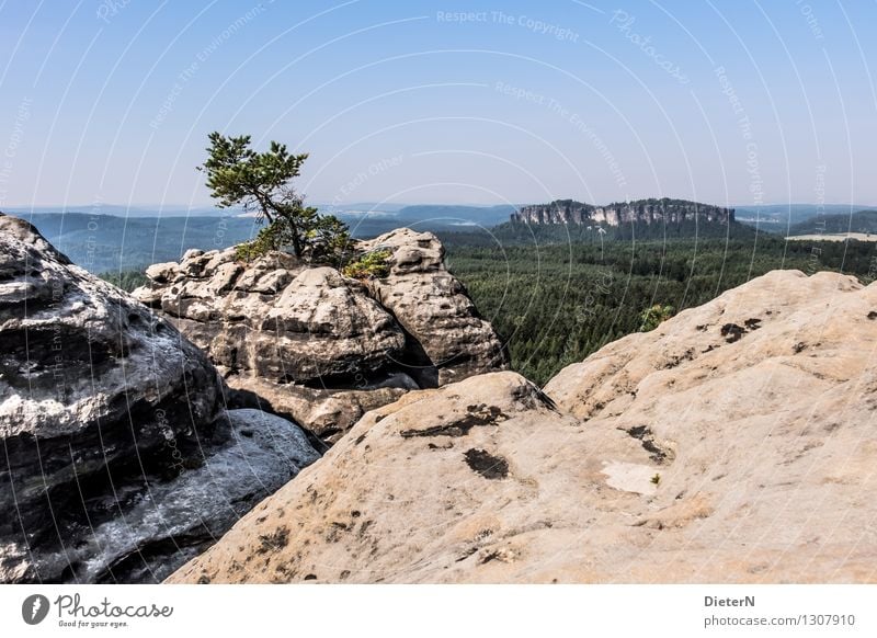 Fels Umwelt Natur Landschaft Himmel Wolkenloser Himmel Horizont Sommer Wald Felsen Berge u. Gebirge Sächsische Schweiz Gipfel blau gelb schwarz Windflüchter