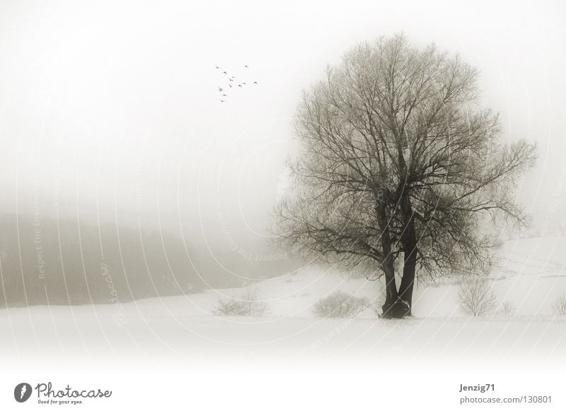 melancholisch - Nebelwinter. Baum Winter Schneelandschaft Monochrom Gelände Feld ungemütlich Natur Wetter Landschaft klat kalt Frost Traurigkeit Außenaufnahme