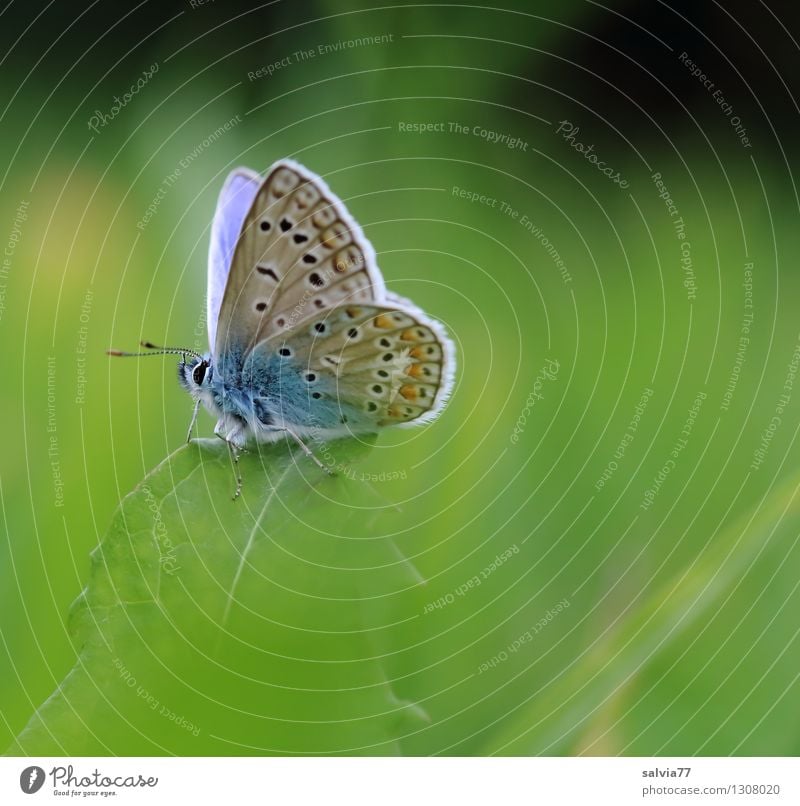 little blue Umwelt Natur Pflanze Tier Frühling Sommer Gras Blatt Grünpflanze Wiese Schmetterling Bläulinge Insekt Fühler Flügel Hauhechelbläuling 1 Brunft