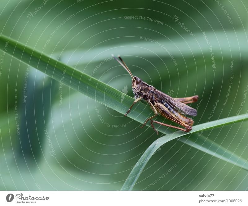 kleiner Hüpfer Natur Pflanze Tier Frühling Sommer Gras Blatt Halm Wiese Steppengrashüpfer Insekt Heuschrecke 1 entdecken festhalten krabbeln sitzen sportlich