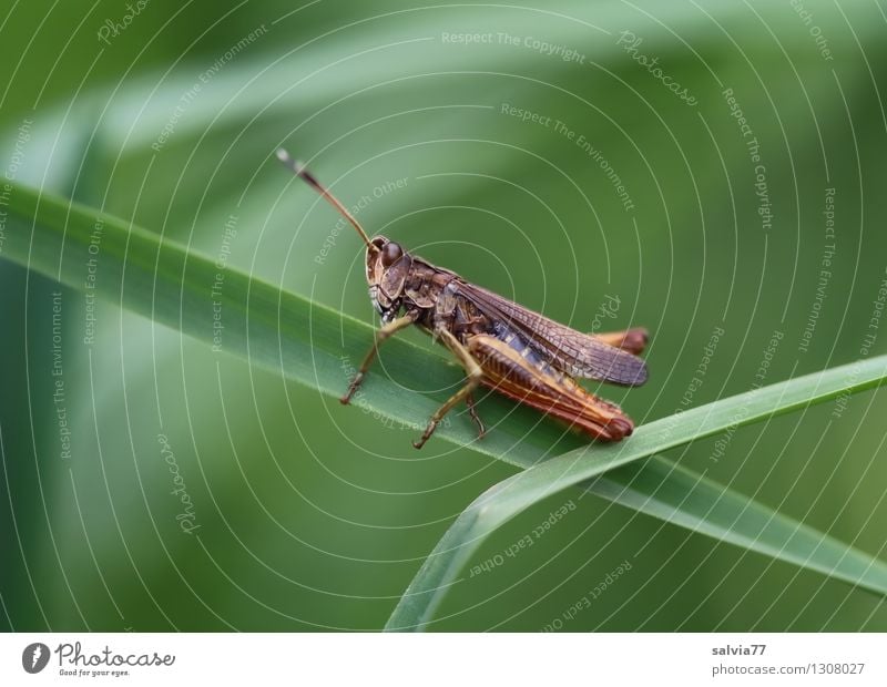 Akrobat im Grasdschungel Umwelt Natur Pflanze Tier Sommer Blatt Halm Wiese Wildtier Insekt 1 entdecken festhalten hocken krabbeln sitzen sportlich dünn frei