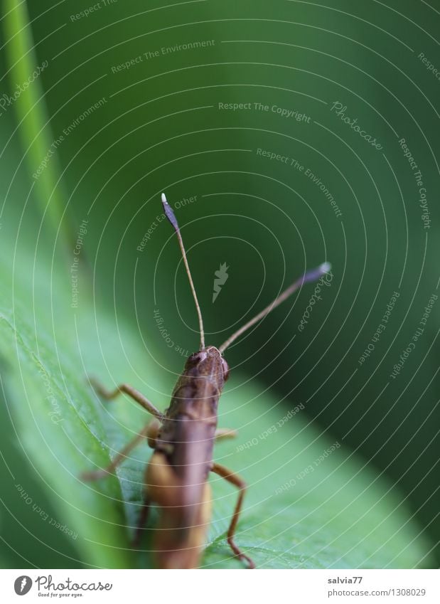 Fühler Umwelt Natur Pflanze Tier Sommer Gras Blatt Wiese Wildtier Heuschrecke 1 krabbeln sitzen frei frisch klein natürlich braun grün Fitness Perspektive