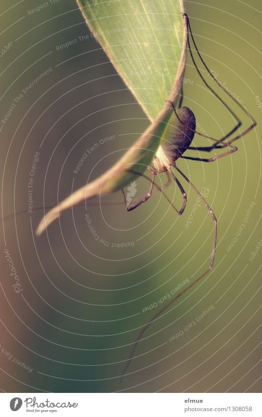 Der Knecht. Blatt Spinne weberknecht Schuster Schneider kanker Zimmerer bedrohlich Ekel elegant gruselig lang braun grün Coolness Selbstbeherrschung Angst