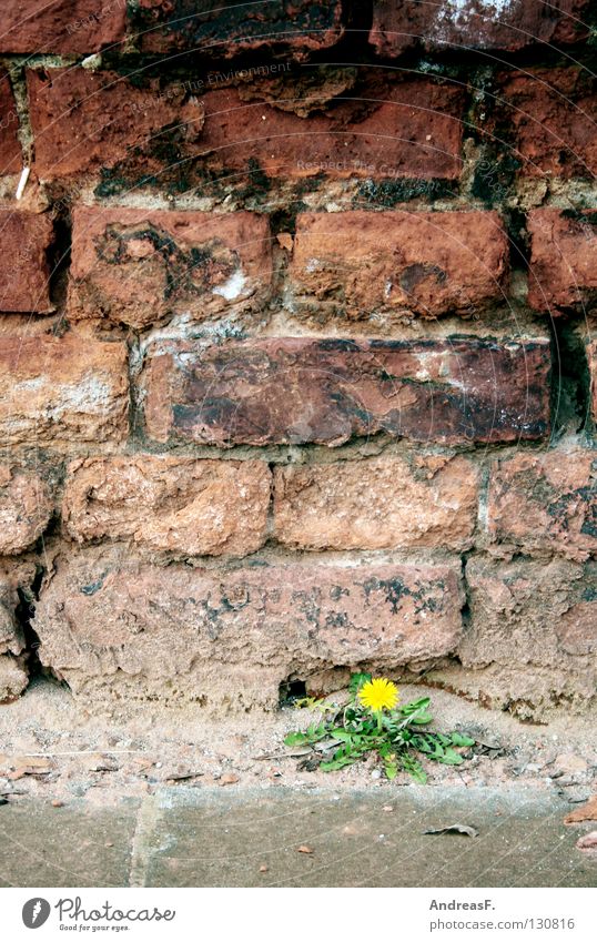 Mauerblümchen Gemäuer Wand verfallen Blume Blüte Löwenzahn gelb einzeln Pflanze Hoffnung Wachstum Reifezeit klein machtlos Partnersuche Riss Backstein