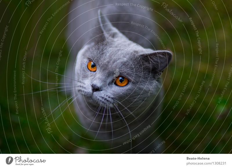 Herr Bernstein erbittet Aufmerksamkeit Gras Katze beobachten berühren Denken Kommunizieren leuchten Liebe Freundlichkeit glänzend kuschlig rund Sauberkeit Wärme