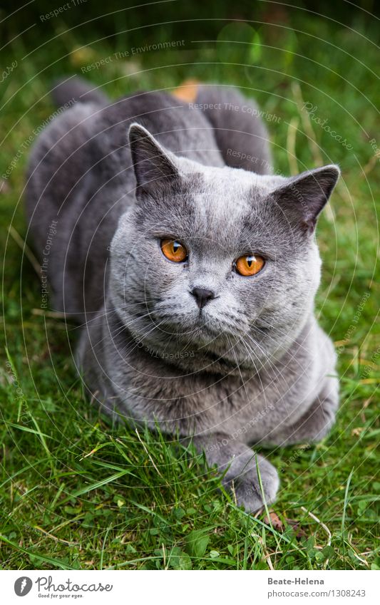 Herr von und zu Bernstein bittet zur Audienz Lifestyle Natur Sommer Schönes Wetter Gras Wiese Haare & Frisuren grauhaarig Katze Tiergesicht Pfote Erholung