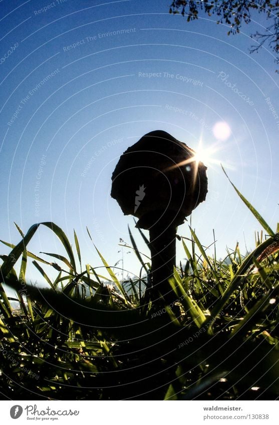 Pilz mit Sonne Sammlung Wiese Gras Herbst Morgen Parasolpilz Pilze suchen Schirmpilz