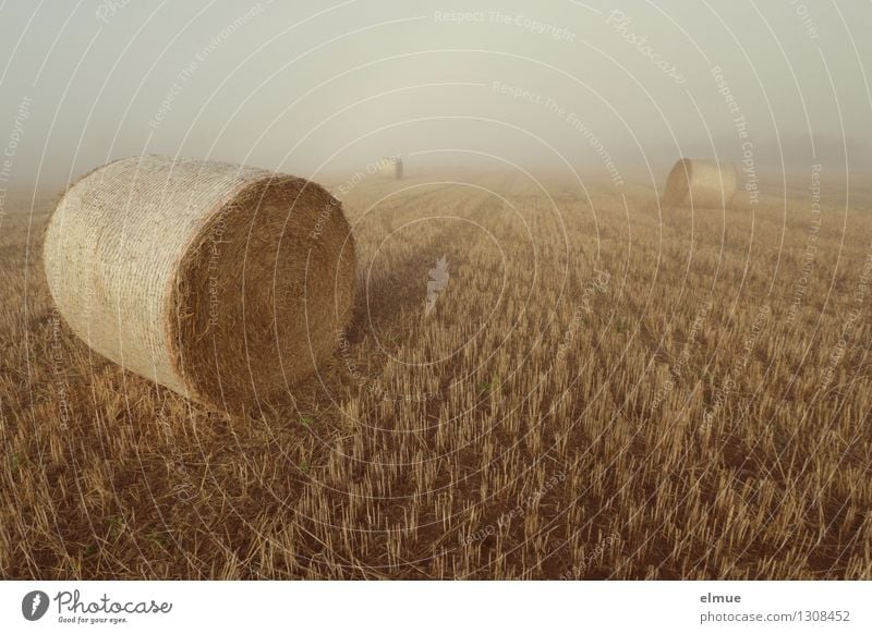 Die aus dem Nebel kamen. Strohballen Stoppelfeld Feld Kugel Linie Netz Walze Spuren Kriminalroman gelb fleißig Ordnungsliebe Neugier Abenteuer anstrengen