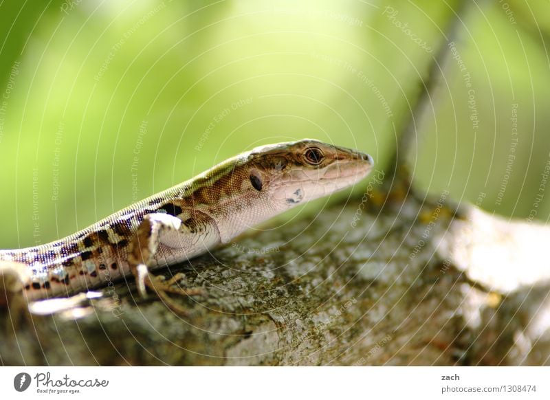 Auf Augenhöhe Echsen Echte Eidechsen grün Natur Baum Tier Baumstamm sitzen Schuppen Reptil